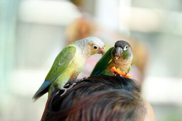 red and green parrot