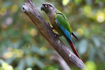 blue winged macaw