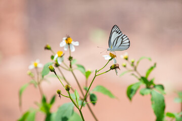 Closed up little cute black and white butterfly on wild grass flower over blur nature background