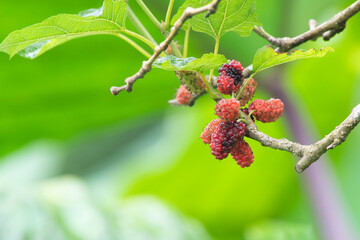Fresh mulberry fruit bunch over blur natural green leave background