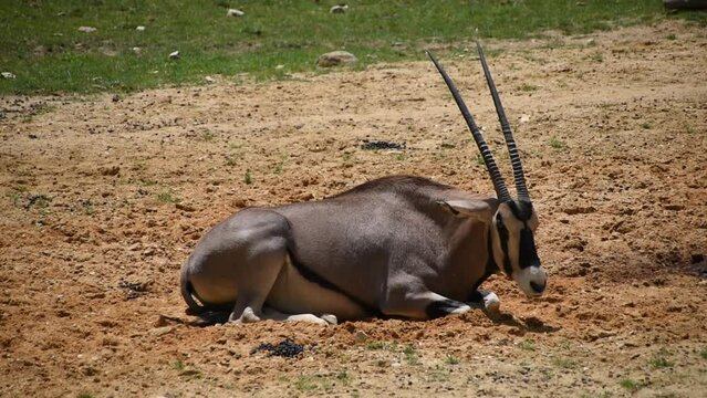 East African oryx lying on the ground