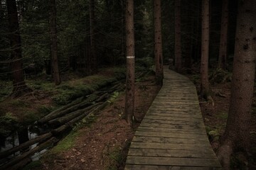 Dark path in the summer forest in the mountains