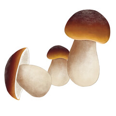 Porcini mushroom, Phaeogyroporus portentous., Bolete mushroom, Boletus sp., penny bun - obrazy, fototapety, plakaty