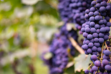 Grapes in the vineyard. Close-up on blue ripe grapes on a vine with short depth of field in the...