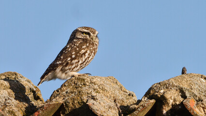 little owl, Athene noctua, on a stone on the roof