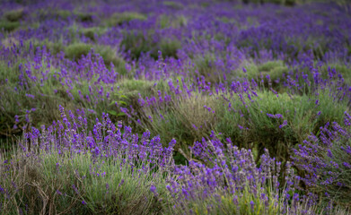 Rows of lavender plants in a field. Purple flowers with shallow depth of field. Landscape...