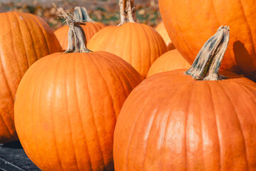 Big bright orange pumpkins at the autumn farmer's market. Sale of vegetables in the form of pumpkins for the holiday of Halloween. Pumpkin for eating or decoration for the holiday