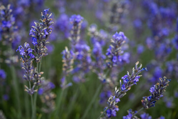 Close up of a lavender plant in a field. Detail of purple flowers. Landscape orientation with no sky.