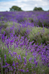 Fototapeta na wymiar Rows of lavender plants in a field. Purple flowers with shallow depth of field. Portrait orientation with sky and trees.