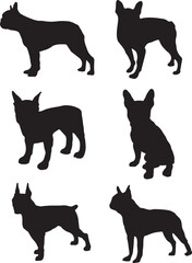 Boston Terrier Dog Silhouette Set - obrazy, fototapety, plakaty