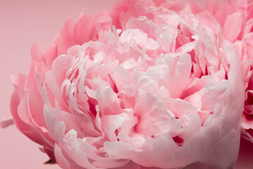 Macro close up wallpaper of pink pastel peony flower blossom. Barbiecore concept background.