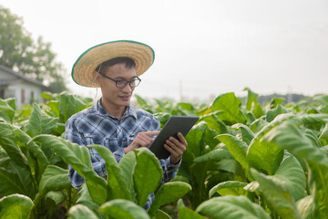 Asian male gardener holding tablet examining plant growth in tobacco garden Agricultural Research Concepts and Tobacco Agronomy Quality Development in Thailand.