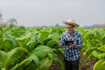 Asian male gardener holding tablet examining plant growth in tobacco garden Agricultural Research Concepts and Tobacco Agronomy Quality Development in Thailand.