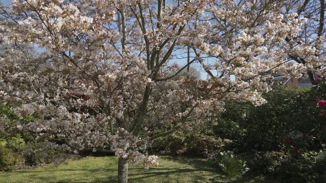 Amelanchier lamarckii tree, front garden, England
