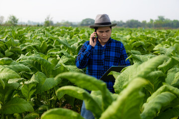 Naklejka premium Asian male gardener holding a smartphone examining the growth of plants in a tobacco plantation. Concept of agricultural research and crop quality development in tobacco plantation in Thailand.