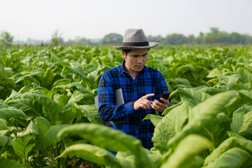 Asian male gardener holding a smartphone examining the growth of plants in a tobacco plantation. Concept of agricultural research and crop quality development in tobacco plantation in Thailand.