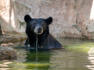 brown bear in the water