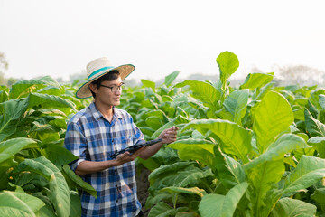 Asian male gardener holding tablet examining plant growth in tobacco garden Agricultural Research Concepts and Tobacco Agronomy Quality Development in Thailand.