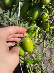 Tomatoes in a garden
