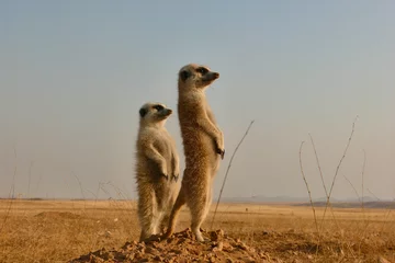 Deurstickers two meerkats, suricata suricatta, standing upright watching environment  © dblumenberg