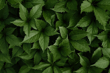 Natural background of green leaves. Selective focus.