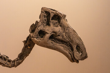 dinosaur fossil skull