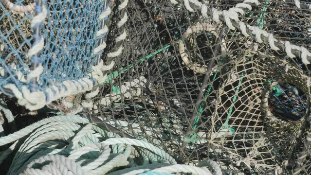 Bird Stuck in Lobster Trap Can't Find the Way Out, Close Up