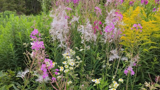 Fireweed, Goldenrod or Solidago, daisies and phlox plants in flowering season. Bright garden flowers. 