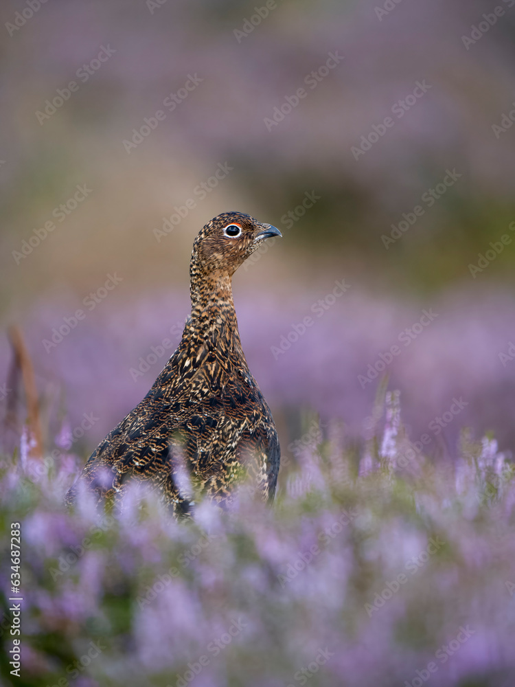 Canvas Prints red grouse, lagopus lagopus scotica