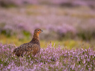 Red grouse, Lagopus lagopus scotica