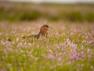 Red grouse, Lagopus lagopus scotica