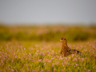 Red grouse, Lagopus lagopus scotica