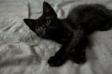 The adorable black cat lie in the  grey blanket on the bed. The cute kitten relax