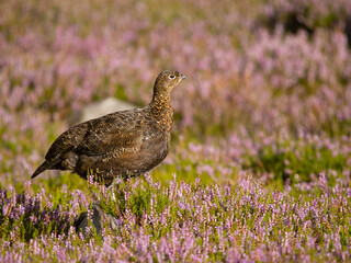 Red grouse, Lagopus lagopus scotica