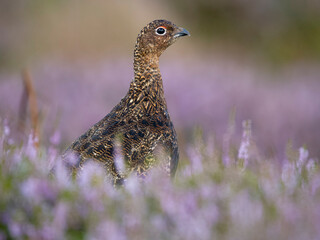 Red grouse, Lagopus lagopus scotica