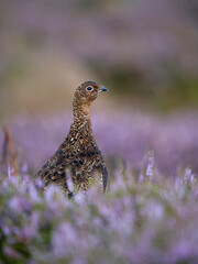 Red grouse, Lagopus lagopus scotica