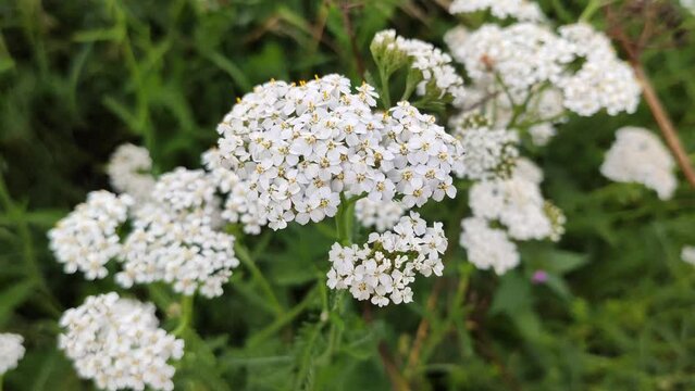 Common yarrow white fragrant flowers. Medicinal herb. Milfoil, nosebleed plant.