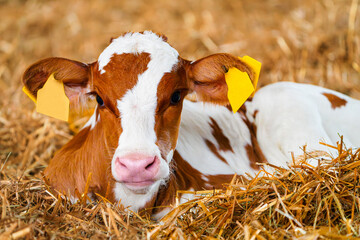 Close cute young calf lies in straw. calf lying in straw inside dairy farm in the barn. New born...