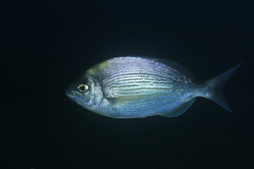 Silver-toned fish swimming calmly in the blue ocean
