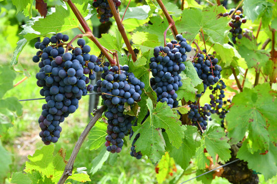 Weintrauben auf einem Weinberg