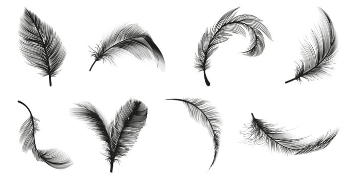 Dark Feathers Images – Browse 135,569 Stock Photos, Vectors, and
