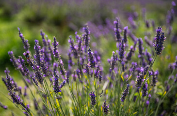 Close up of a lavender plant in a field. Purple flowers with no sky. Landscape orientation with...