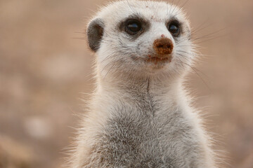 portrait of suricate looking carefully