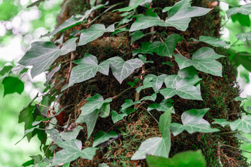 fresh live green plant leaves