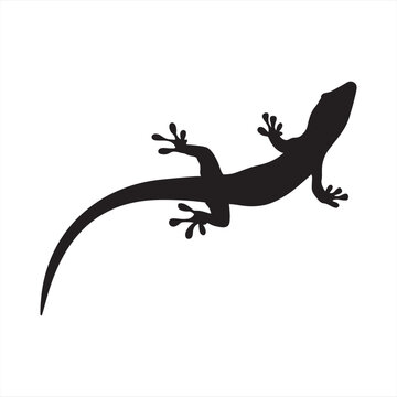 Domestic Lizard vector stock image