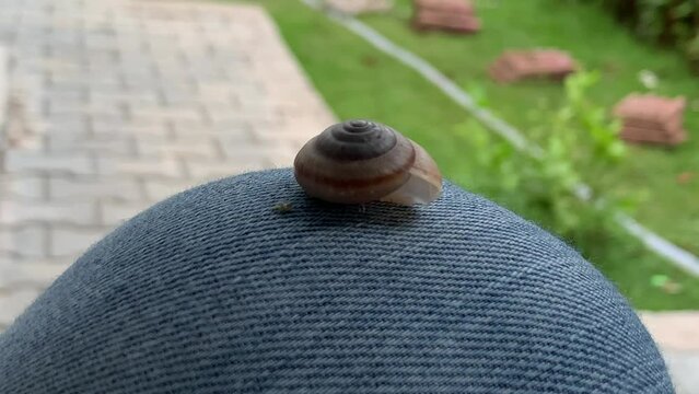 Close-up of a snail shell, snail empty cover, Small brown snail shell. small snail.