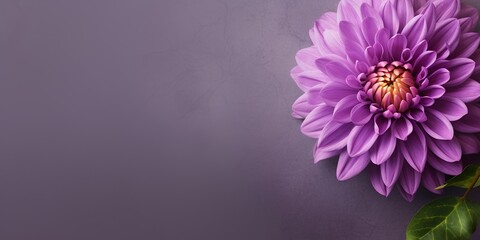 pink chrysanthemum flower background