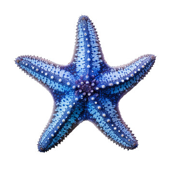 A blue starfish isolated on a transparent background