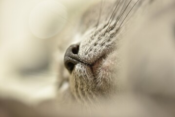 猫の口元をクローズアップ　ロシアンブルー