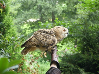 beautiful big owl